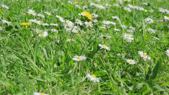 smooth camera movement over green meadow with low white daisies Matricaria chamomilla and yellow dandelions, seasonal beauty summertime, soft spring nature background, gentle wind and natural light