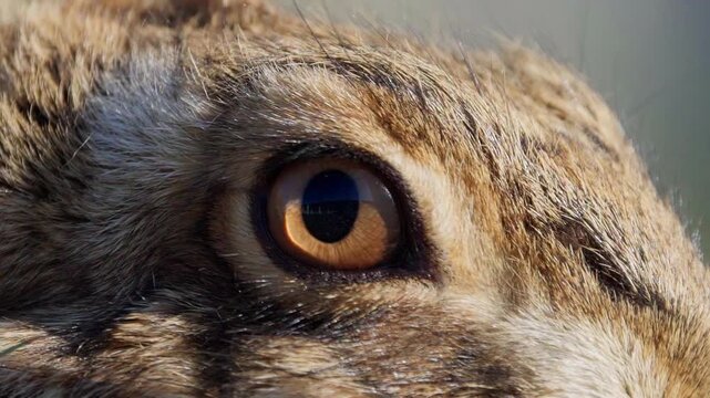 Close up of a Brown hare's eye blinking