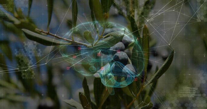 Vertical image: Olive branch moving with camera pan while holo brain mapping olives for agritech