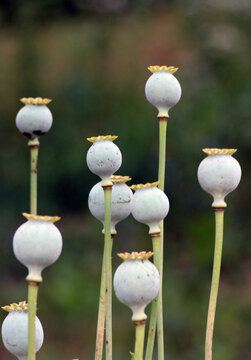 Opium poppy (Papaver somniferum) seed pods on a plant.