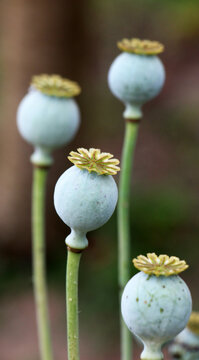 Opium poppy (Papaver somniferum) seed pods on a plant.