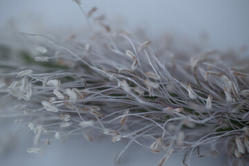 Close-up of tiny pale stamens and fine filaments on a plantain flower spike with soft gray background and shallow focus. © Jolanta