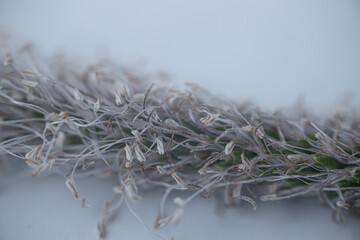Close-up of tiny pale stamens and fine filaments on a plantain flower spike with soft gray background and shallow focus. © Jolanta