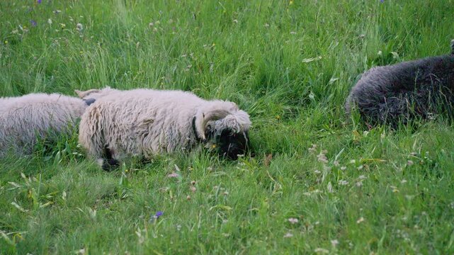 Valais blacknose sheep, a typical swiss breed, eating grass in an alpine pasture in zermatt
