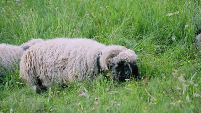 Valais blacknose sheep with its distinctive black face and spiral horns grazing on a lush green meadow