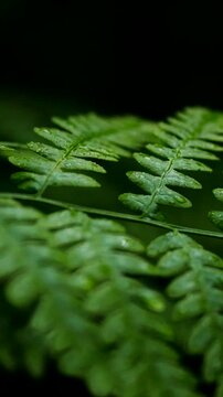 A close-up captures dense forest greenery where fern leaves and grass create a patterned foliage backdrop, highlighting the textured, rich-green fronds of a virgin rainforest ecosystem