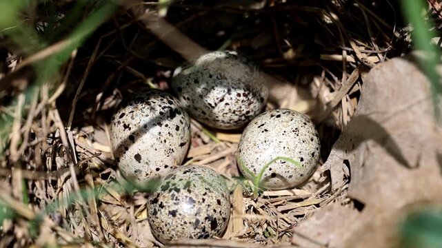 Close Up of Barred Buttonquail Eggs in Hidden Ground Nest Among Dry Leaves 180fps Captured in Cinematic High Detail Footage