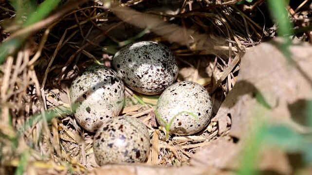 Barred Buttonquail Egg Clutch Inside Well Concealed Nest Under Dry Leaves 180fps Captured in Cinematic High Detail Footage