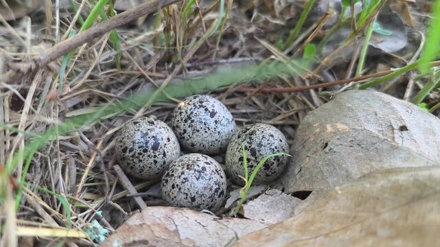 Barred Buttonquail Eggs Resting in Natural Ground Nest Among Grass and Stones 4k Captured in Cinematic High Detail Footage