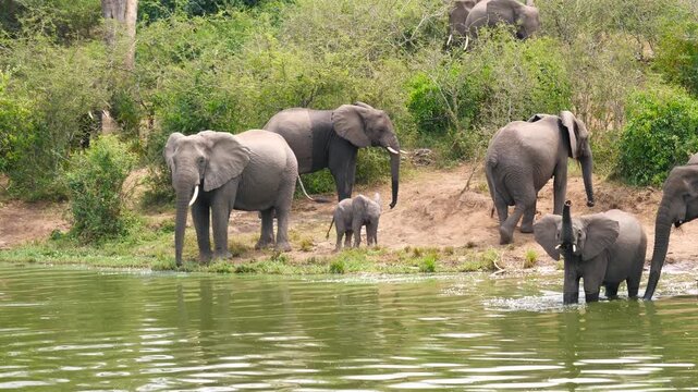 Majestic herd of african elephants with calves gathered at riverbank. Animals drinking and playing in water. Natural behavior in wild of lush savanna jungle. River safari in africa national reserve