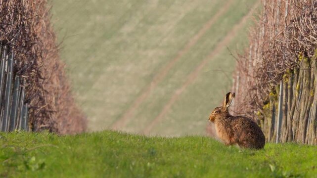 Brown Hare framed between row of vines with the English countryside in the background at magic hour