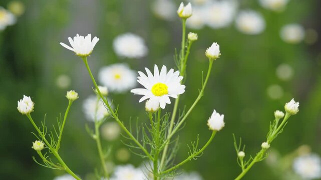 White chamomile flower and small buds blooming in a green field