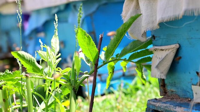 Honey Bee Flying Near Rural Beehive Boxes and Green Plants 180fps Captured in Cinematic High Detail Footage