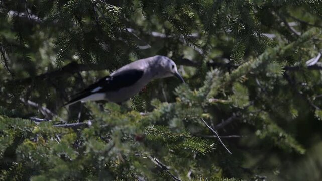 Clark's nutcracker on whitebark pine in the Canadian Rockies
