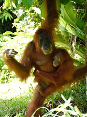 Obraz premium Orangutan Mother with Baby in Bukit Lawang Rainforest Indonesia