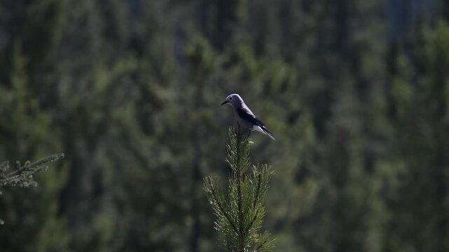 Clark's nutcracker on whitebark pine in the Canadian Rockies