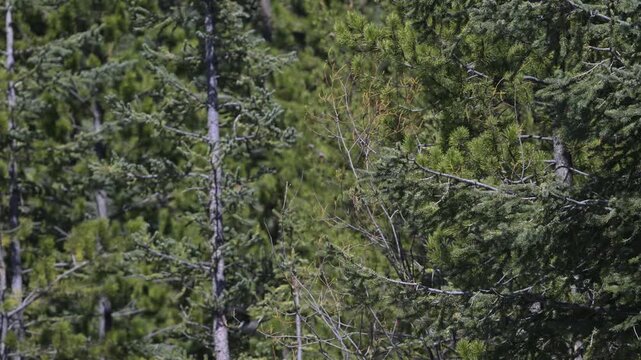 Clark's nutcracker on whitebark pine in the Canadian Rockies