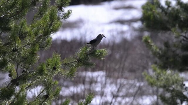 Clark's nutcracker on whitebark pine in the Canadian Rockies