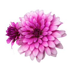 Obraz premium Pink dahlia flowers blooming on transparent background. Transparency