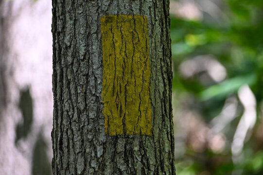 tree in forest marked with yellow square for trail path