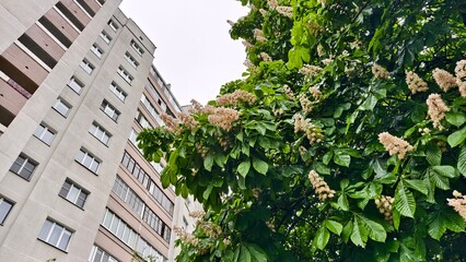 There are panel houses with balconies on the city street. A nearby chestnut blossomed with white flowers. Cloudy spring weather and grey sky. Wet leaves © Balser