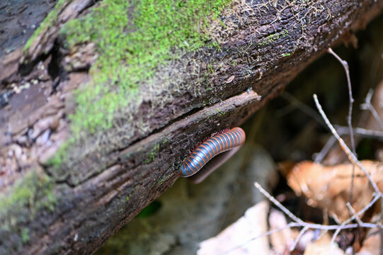 large millipede crawling under a log in forest