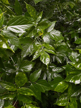 Close-up of wet green boxelder maple leaves covered in raindrops after summer rain. Perfect as a natural background for eco-friendly designs and botanical themes.