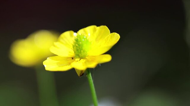 Vibrant macro shot of a bright yellow buttercup flower shining in daylight 180fps Captured in Cinematic High Detail Footage