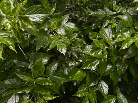 Close-up of wet green boxelder maple leaves covered in raindrops after summer rain. Perfect as a natural background for eco-friendly designs and botanical themes.