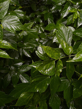 Close-up of wet green boxelder maple leaves covered in raindrops after summer rain. Perfect as a natural background for eco-friendly designs and botanical themes.