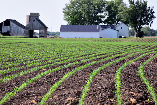 A corn crop (zea mays), begins its emergence in neatly planted rows on a farm in north central Illinois. 