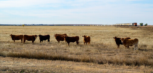 The landscape consists of a dry, vast grassland or prairie intended for livestock grazing © Oleg Kovtun