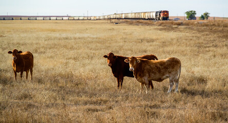 The landscape consists of a dry, vast grassland or prairie intended for livestock grazing © Oleg Kovtun
