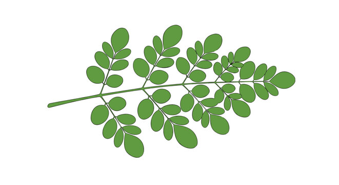 Green moringa oleifera leaf branch showing detailed leaflets isolated on a clean white background in flat vector style.