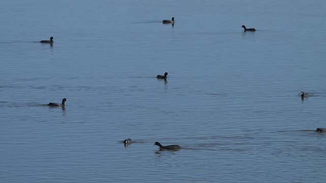 Ducs in a wetland in the Canadian prairies