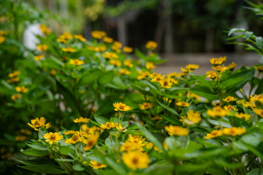 Dense cluster of small yellow wedelia flowers blooming among green foliage in a garden bed