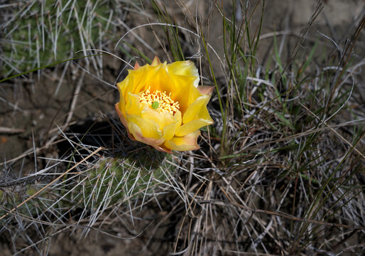 Macro of bright yellow cactus wildflower on a softly focused background. A Prickly Pear. Opuntia polyacantha
