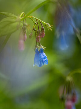 Macro of a bright blue Bluebells wildflowers on a softly focused green background. Genus Mertensia.

