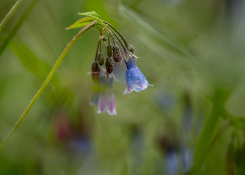 Macro of a bright blue Bluebells wildflowers on a softly focused green background. Genus Mertensia.

