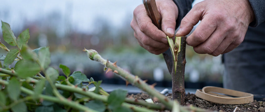 Gardener grafting rose bud onto rootstock with knife in nursery pot for plant propagation
