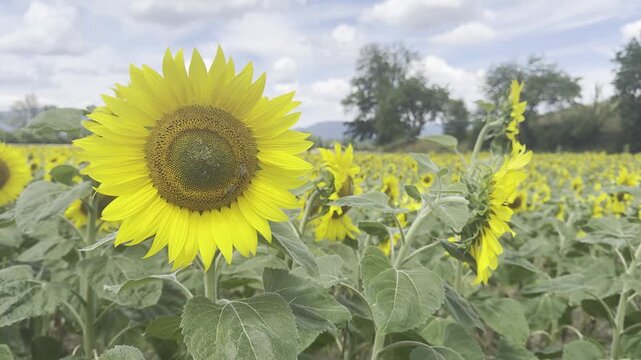 Beautiful sunflower field background for video production, vibrant summer nature landscape for content creators, scenic agricultural footage for lifestyle blogging and aesthetic media projects