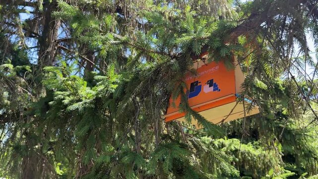 Book on Tree Branch: An orange book with blue illustrations rests precariously on a green pine tree branch, hinting at an unexpected story.