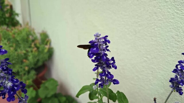 Black Carpenter Bee Collecting Nectar On Purple Salvia Flower. Bumblebee Pollinating Blossom In Garden