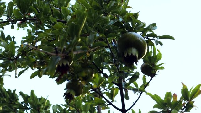 Green Unripe Pomegranate Fruits Hanging On Tree Branch With Lush Foliage. Organic Farming 