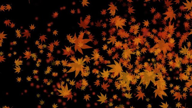 紅葉 もみじ 中 右に発生源 回転ランダム 紅葉色02 パターン01 ループ 10秒（透過背景）