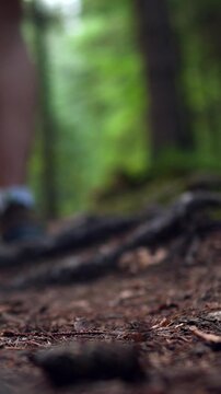 Close-up view shows tourist in bright hiking boots and a backpack stepping along a forest road, footfalls marking a leisurely hike through dense trees on a relaxed day off, emphasizing outdoor travel