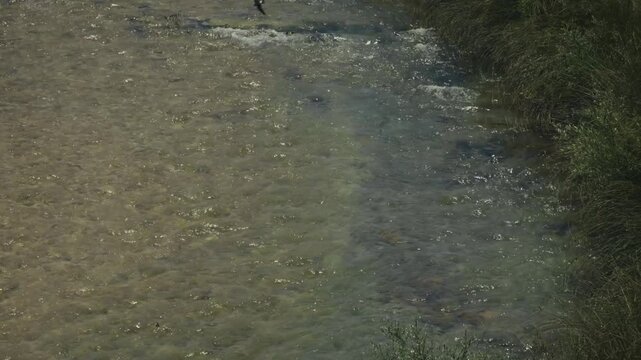 Clear Water Flowing In Mountain River. Creek Stream With Stones On Bottom. Wild Nature