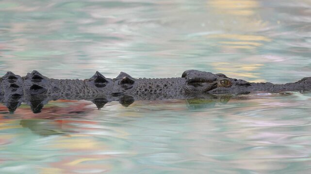 Saltwater Crocodile (Crocodylus porosus) waiting patiently for prey, living in the shadows of a harbor, Queensland, Australia. Slow motion, 25 percent natural speed.