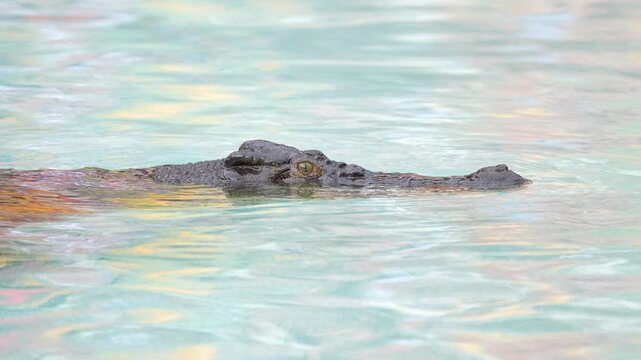 Eye blinking, Large male Saltwater Crocodile (Crocodylus porosus) waiting patiently for prey. Queensland, Australia. Slow motion, 25 percent natural speed.