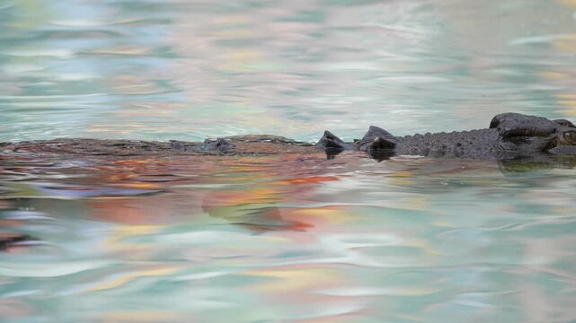 A large male Saltwater Crocodile (Crocodylus porosus) waiting patiently for prey, submerges as he approaches shore in shallow water. Slow motion, 25 percent natural speed.